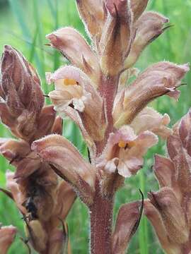 Imagem de Orobanche lutea Baumg.