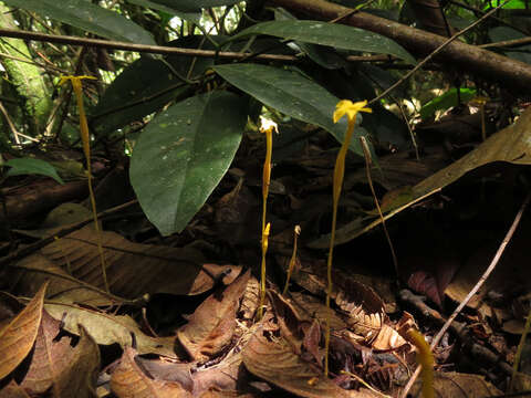 Image of Leafless Ghostplant