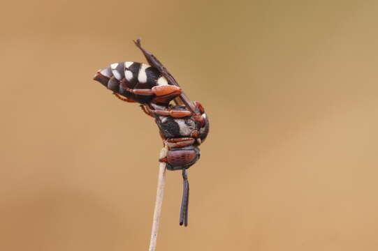 Image of Epeolus variegatus (Linnaeus 1758)