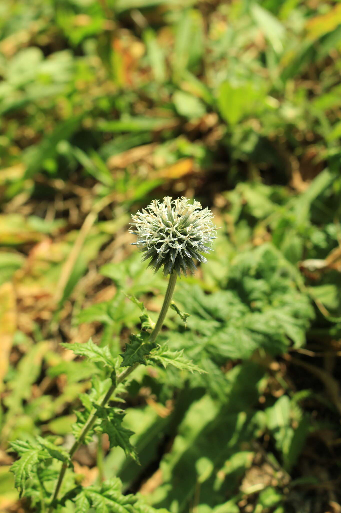 Image of Chapman's HOney Plant