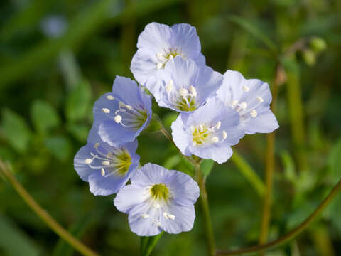 Image of Greek valerian