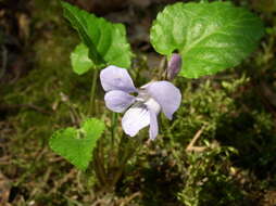 Image of Selkirk's violet