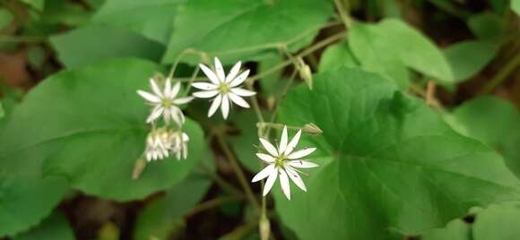 Image of Stellaria patens D. Don