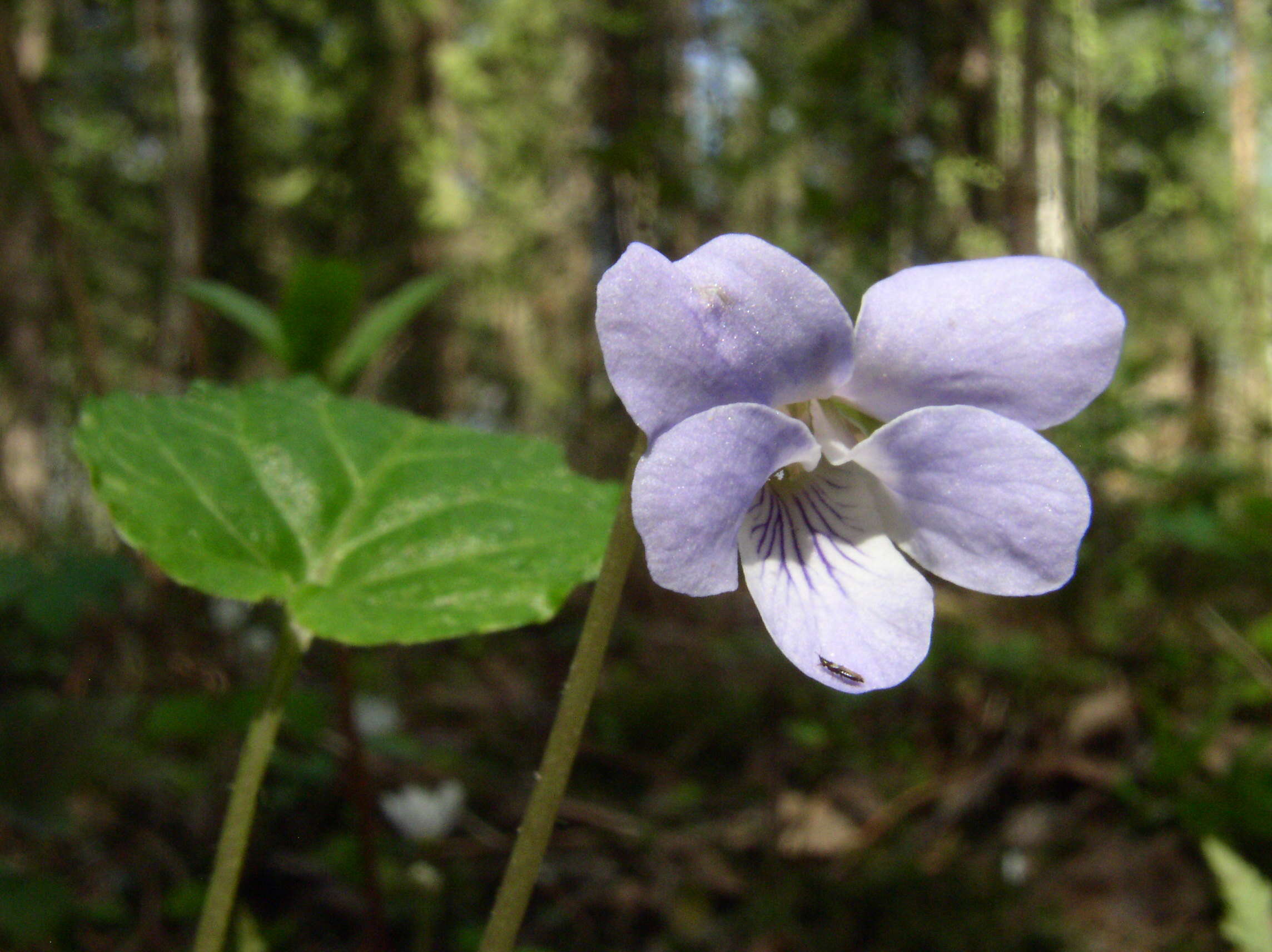 Image of Selkirk's violet