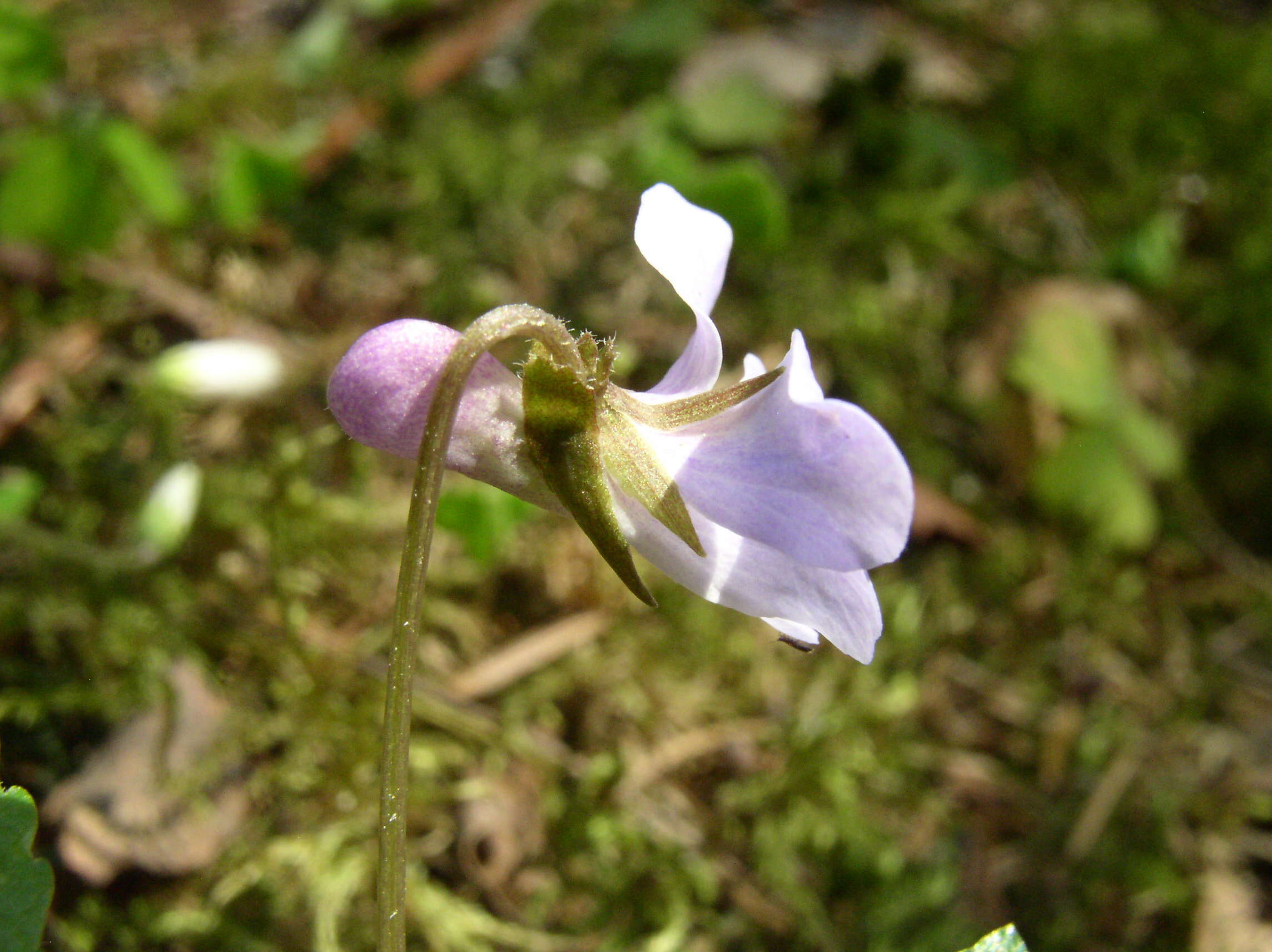 Image of Selkirk's violet