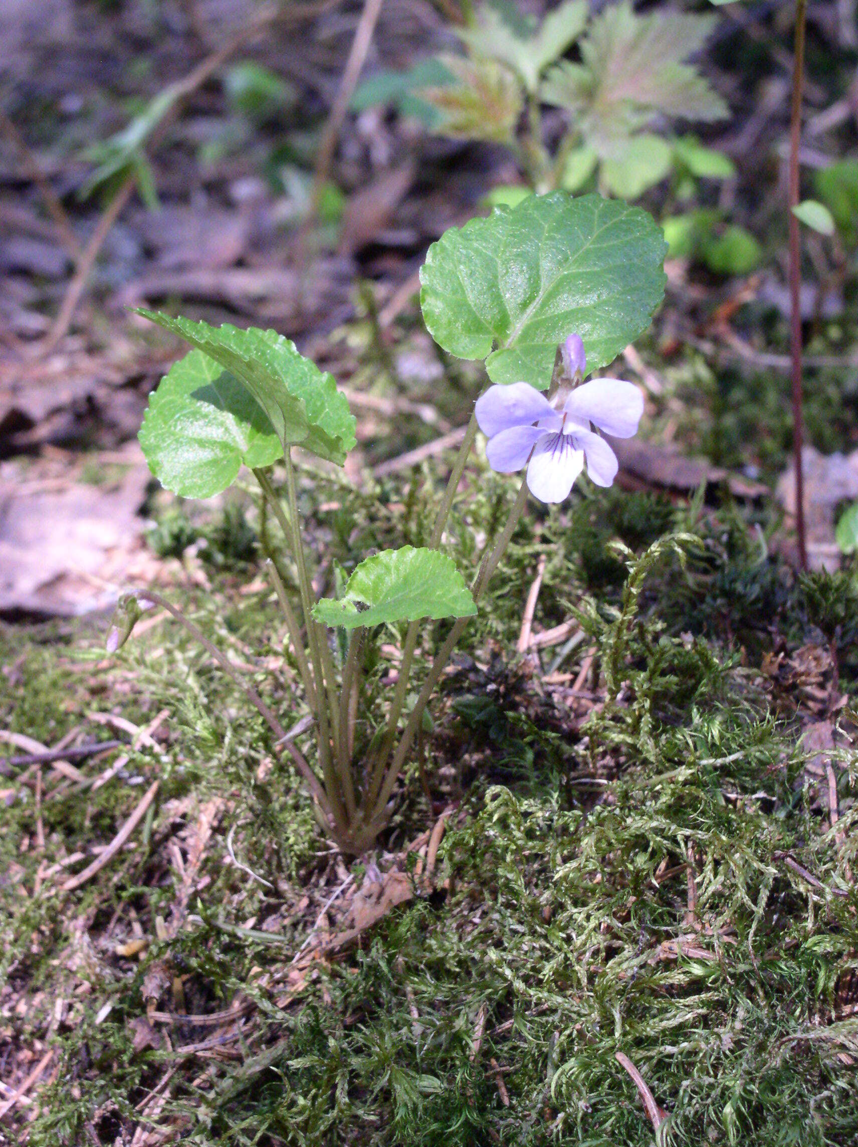 Imagem de Viola selkirkii Pursh ex Goldie