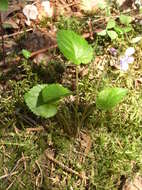 Image of Selkirk's violet