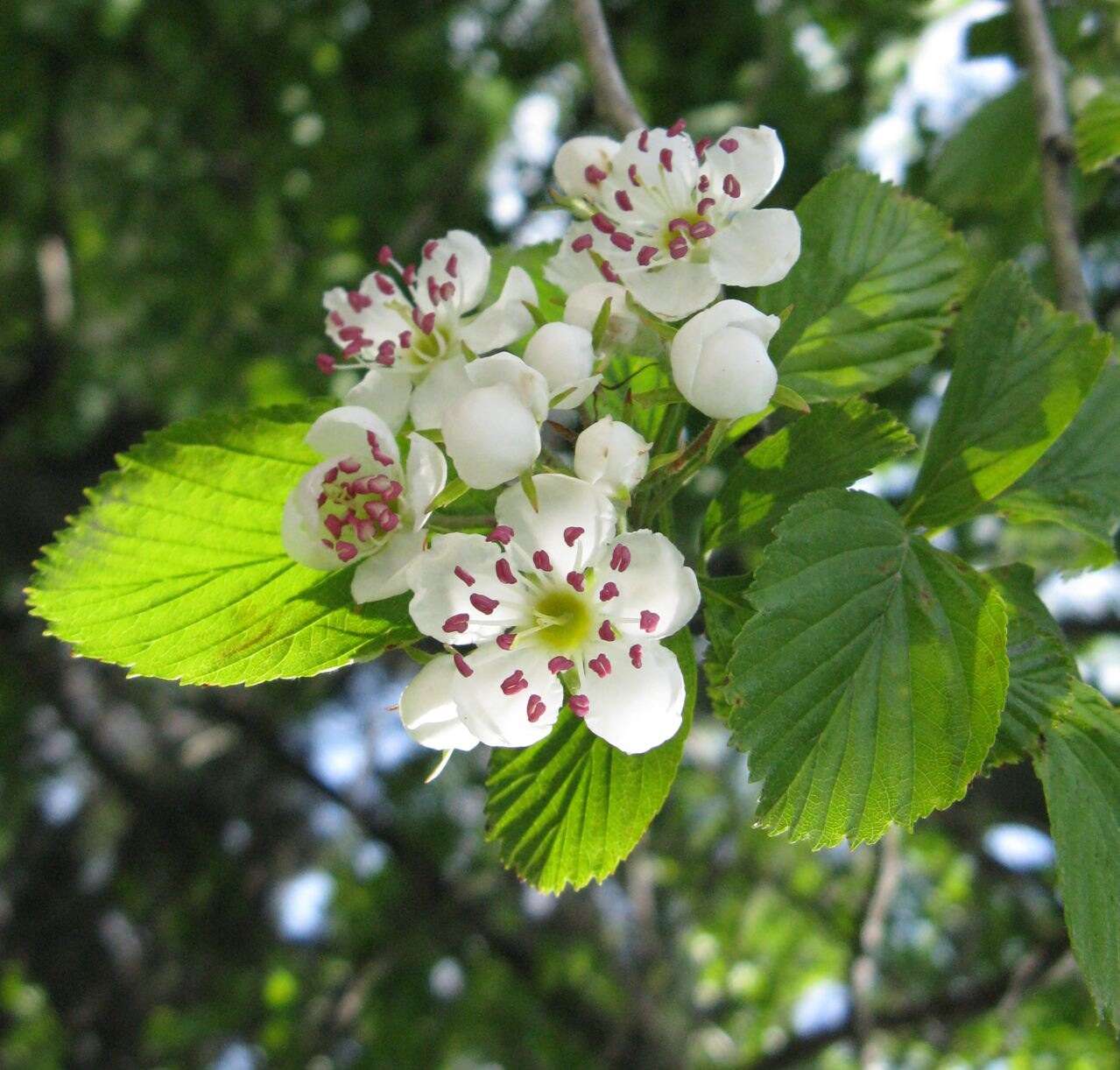 Image of dotted hawthorn