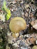 Слика од Cortinarius cotoneus Fr. 1838