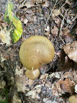 Image of Cortinarius cotoneus Fr. 1838