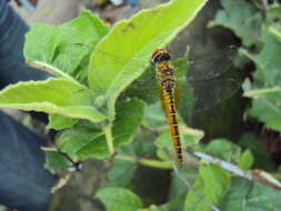 Image of Coastal Glider