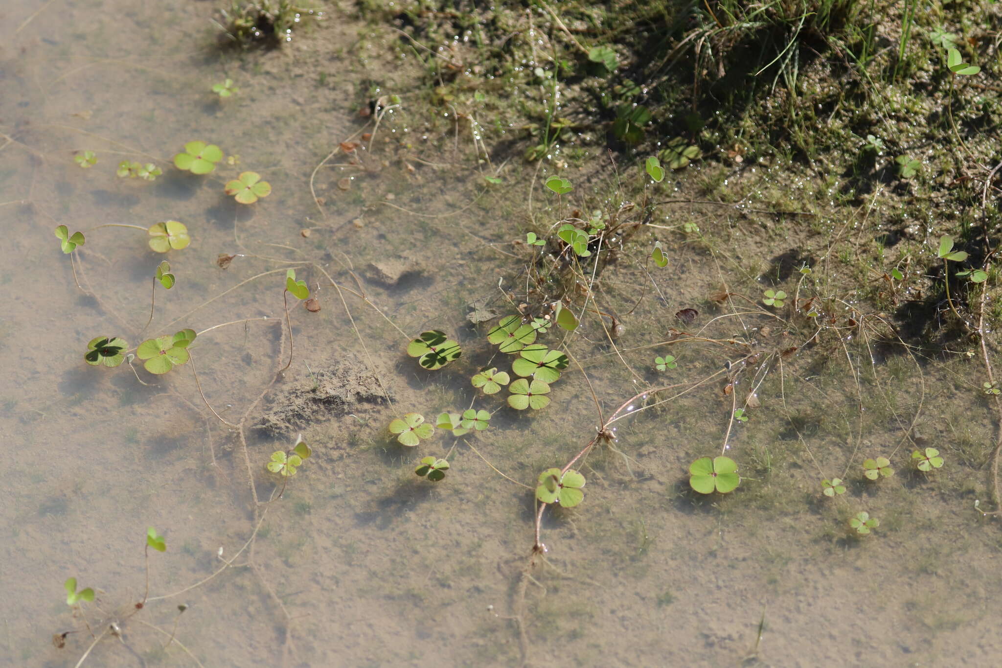 Imagem de Marsilea drummondii A. Br.