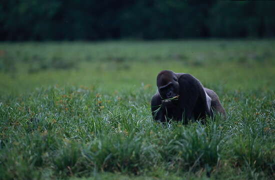 Image of Western Lowland Gorilla