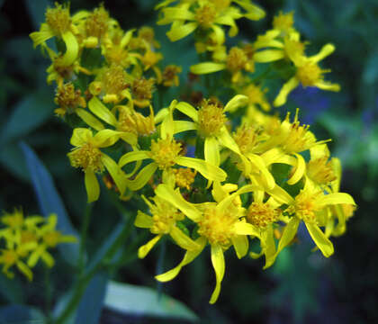 Imagem de Senecio triangularis Hook.