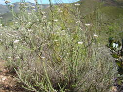 Image of Metalasia eburnea Bengtson & P. O. Karis
