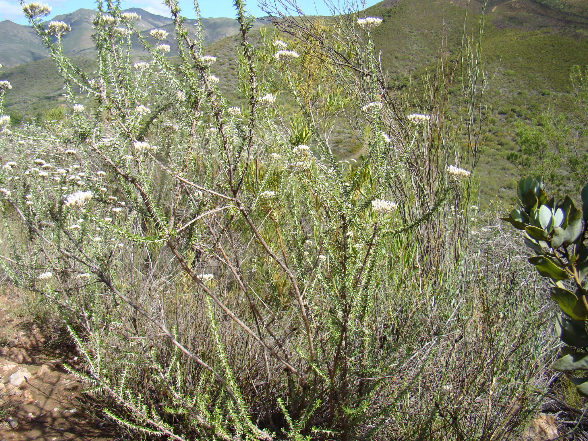 Image of Metalasia eburnea Bengtson & P. O. Karis
