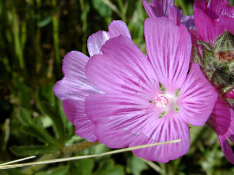 Image of dwarf checkerbloom