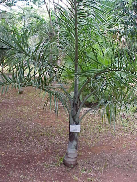 Image of Florida cherry palm