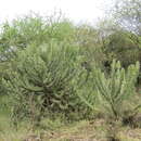 Image of Euphorbia breviarticulata Pax