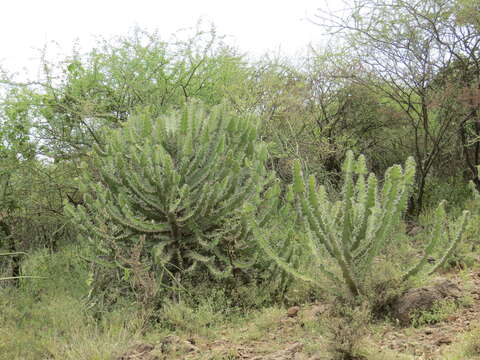 Imagem de Euphorbia breviarticulata Pax