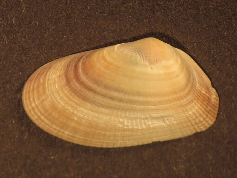 Image of Gould beanclam