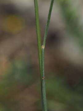 Image of Festuca marginata (Hack.) K. Richt.