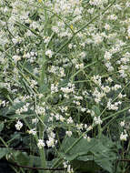 Image of Greater Sea Kale
