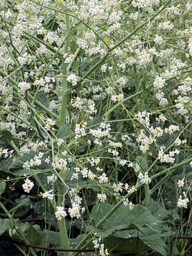 Image of Crambe cordifolia Steven