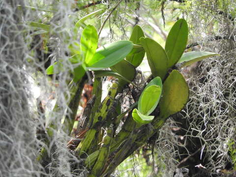 Plancia ëd Myrmecophila grandiflora (Lindl.) Carnevali, J. L. Tapia & I. Ramírez