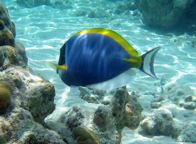 Image of Blue Surgeonfish