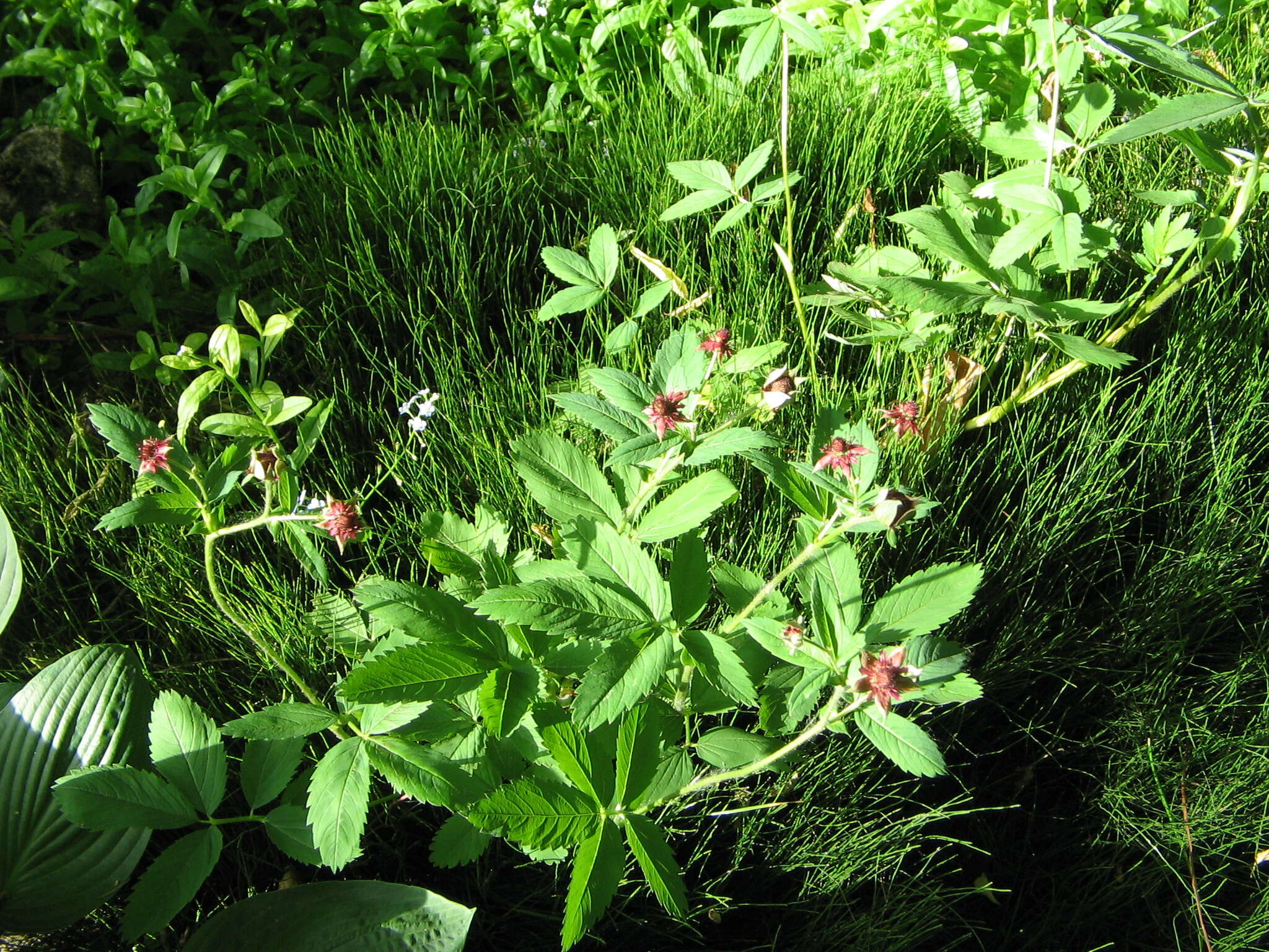 Image of Delicate Horsetail