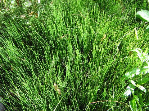 Image of Delicate Horsetail