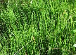 Image of Delicate Horsetail