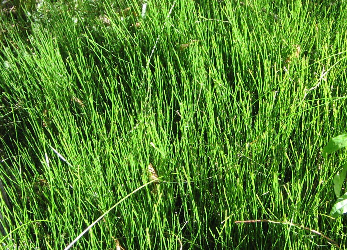 Image of Delicate Horsetail