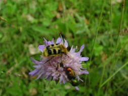 Image of Bee beetle