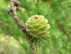 Image of Dahurian Larch