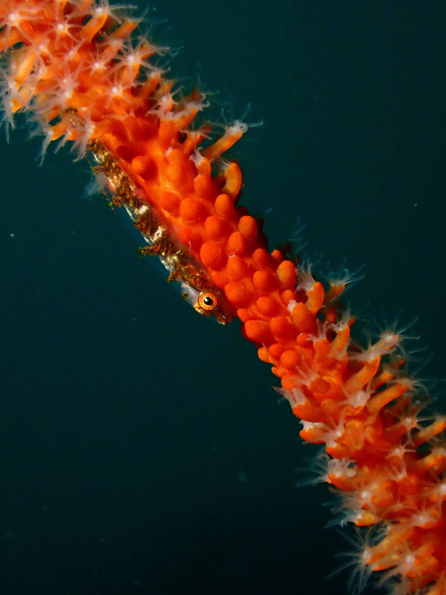 Image of Loki whipgoby