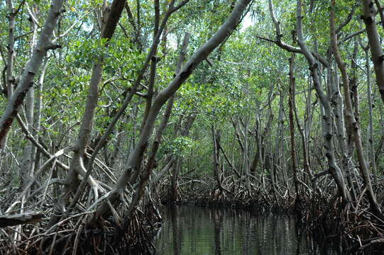 Image of White Mangroves