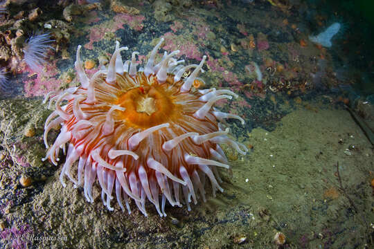 Image of Northern red anemone