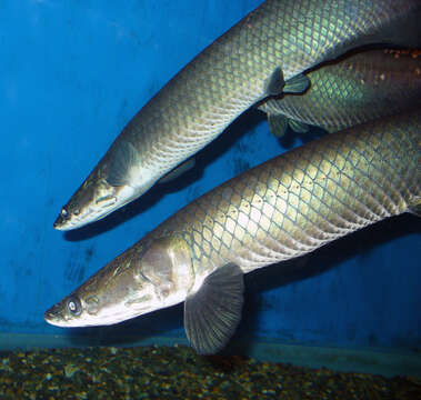 Image of Arapaima leptosoma Stewart 2013