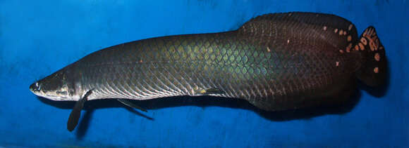 Image of Arapaima leptosoma Stewart 2013