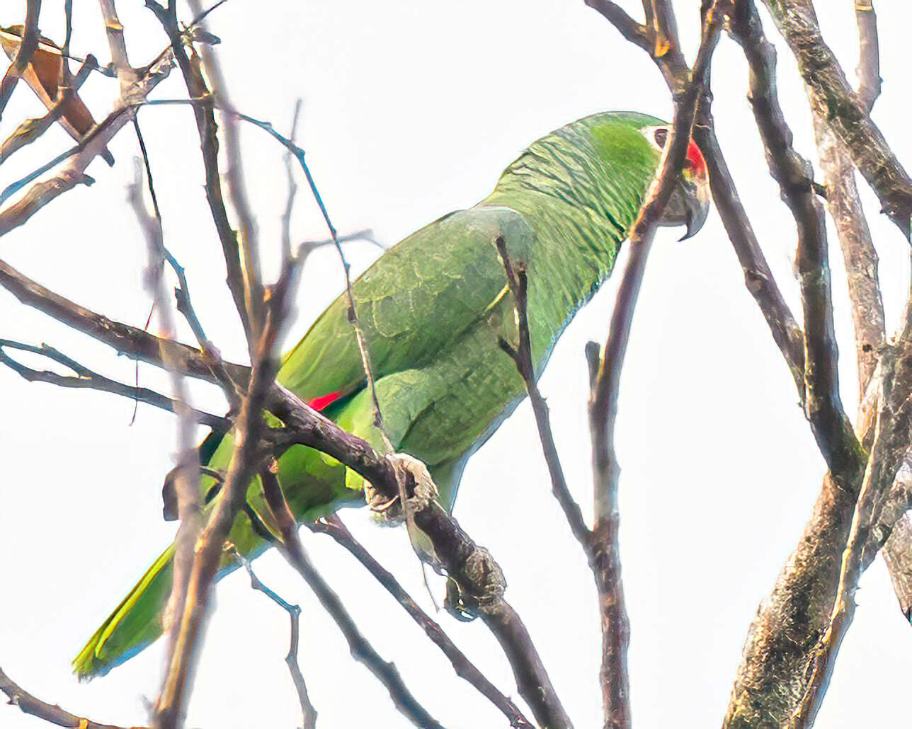 Image of Amazona autumnalis salvini (Salvadori 1891)