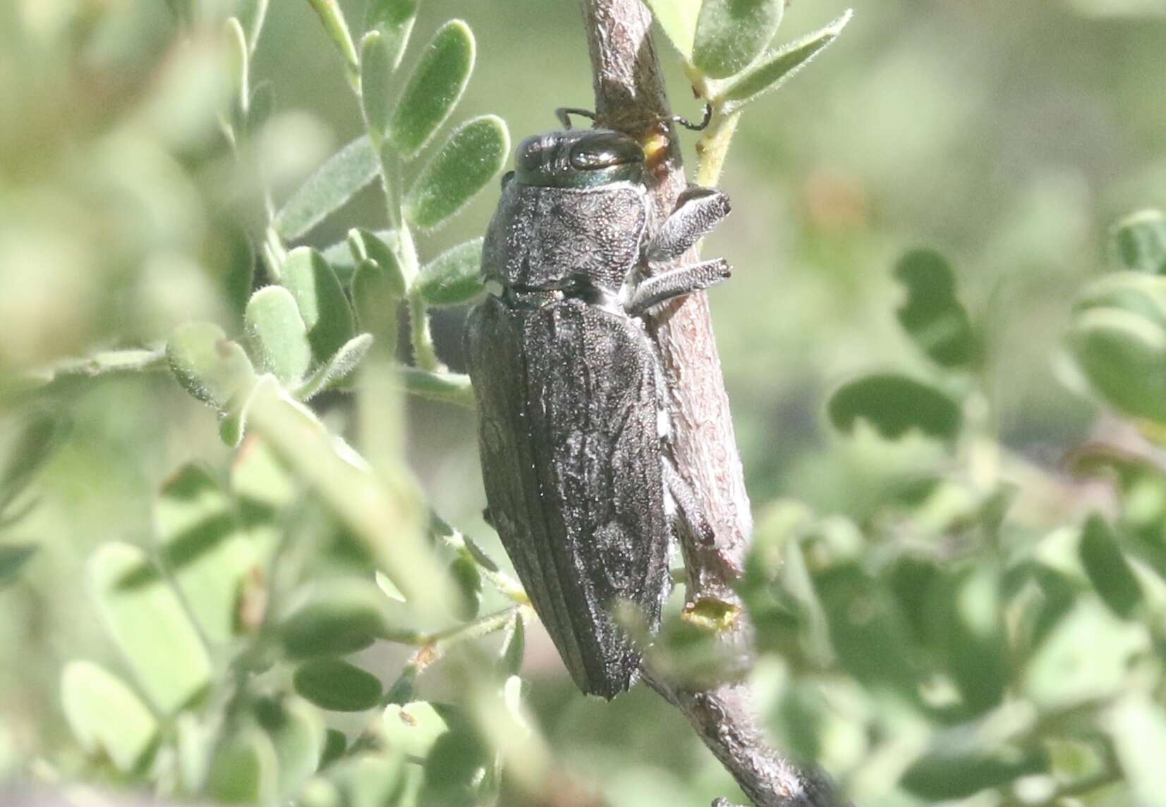 Image of Chrysobothris merkelii Horn 1886