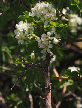 Image de Crataegus sinaica Boiss.