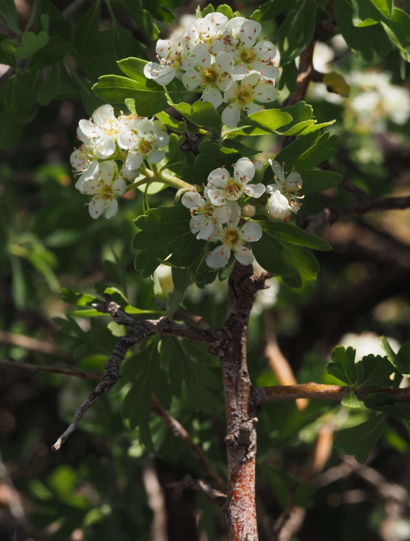 Image de Crataegus sinaica Boiss.