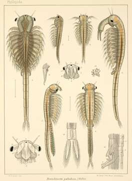 Image of Branchinecta paludosa (O. F. Müller 1788)