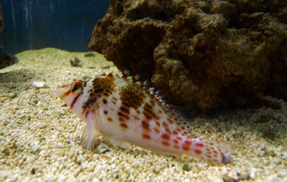 Image of Coral Hawkfish