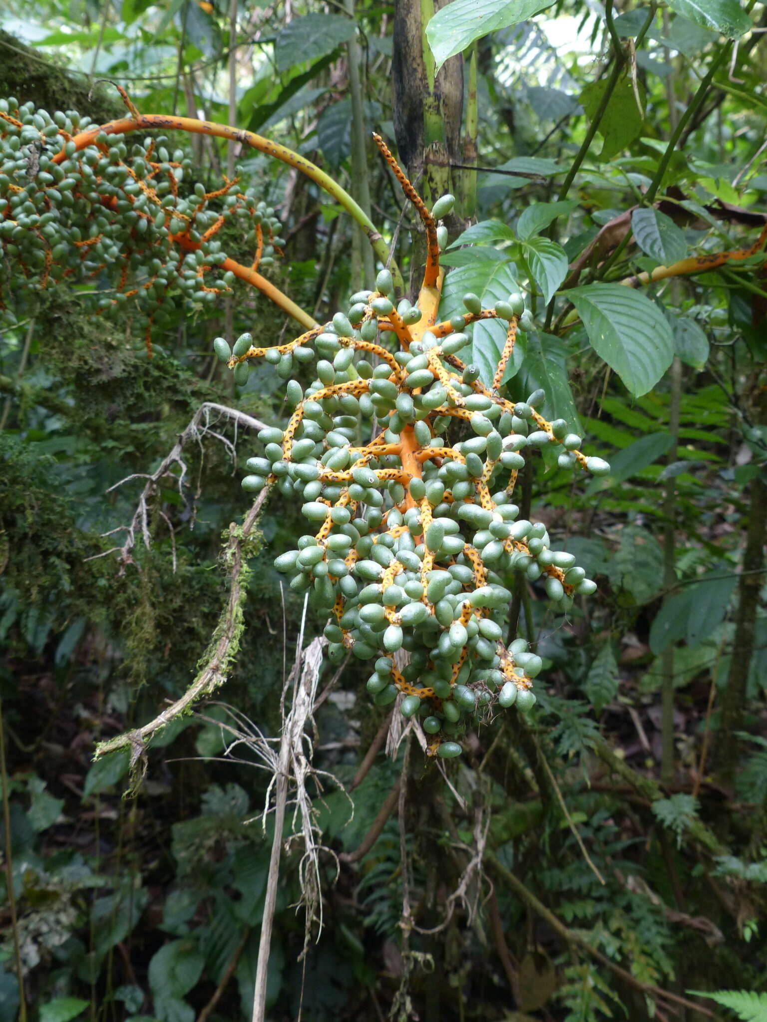 Image de Chamaedorea tepejilote Liebm.