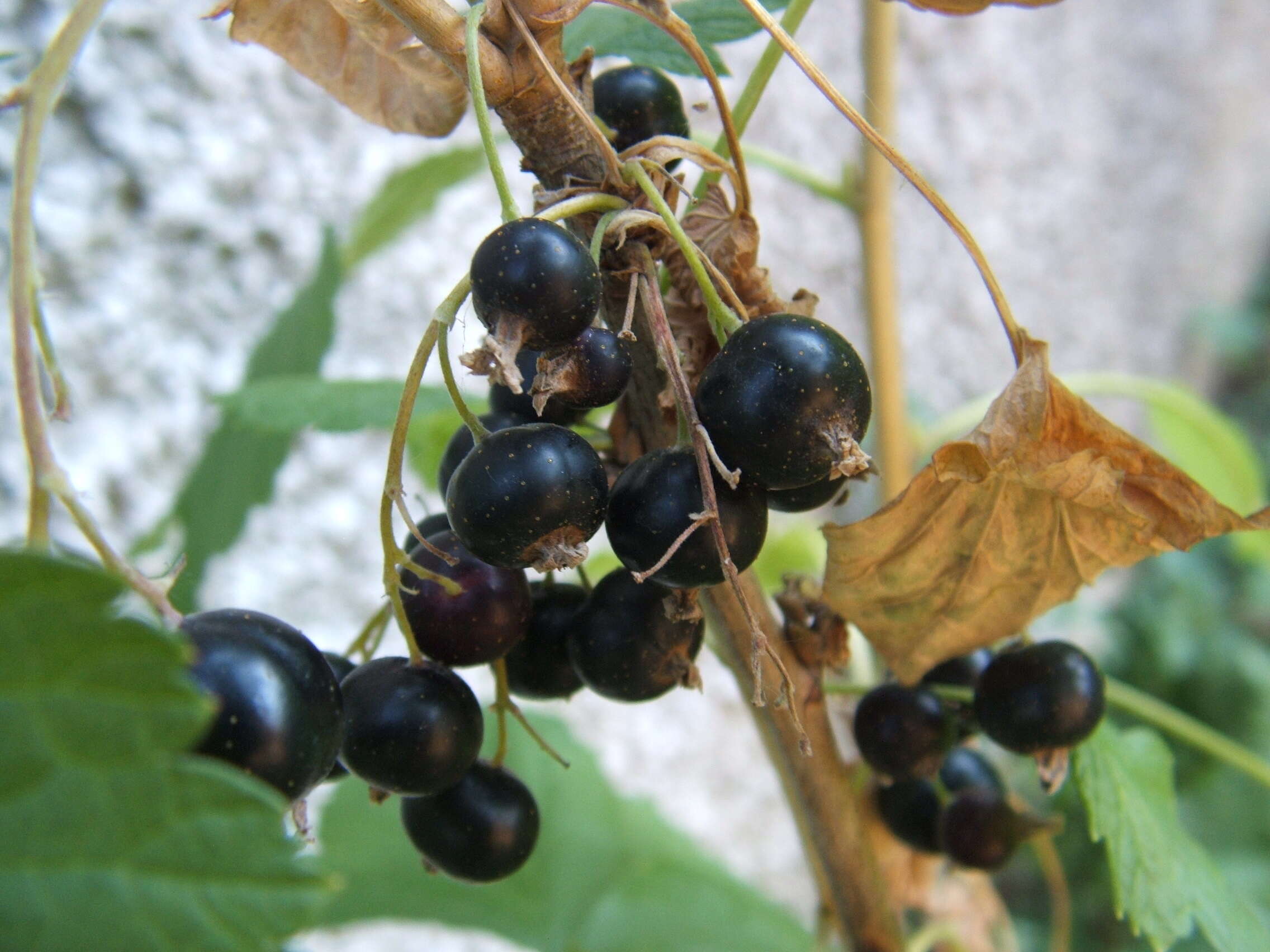 Image of Black Currant