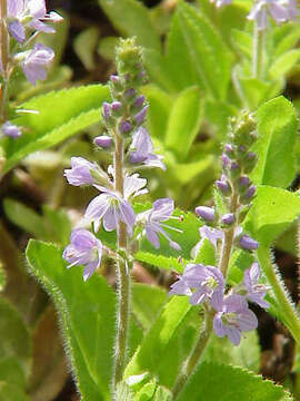 Image of Health Speedwell